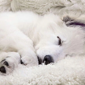 Dog - Swiss White Shepherd Dog - sleeping