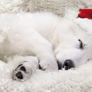 Dog - Swiss White Shepherd Dog - sleeping wearing Christmas hat Digital Manipulation: Hat (Su) - added stars - cleaned up dark areas