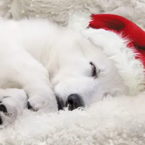 Dog - Swiss White Shepherd Dog - sleeping wearing Christmas hat Digital Manipulation: Hat (Su) - added stars - cleaned up dark areas Dog - Swiss White Shepherd Dog - sleeping wearing Christmas hat Digital Manipulation: Hat (Su) - added stars - cleaned up dark areas
