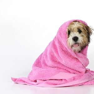 DOG. Teddy Bear dog (wet ) wrapped in a towel