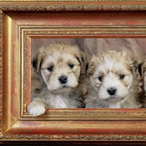 Dog. Teddy bear puppies in picture frame