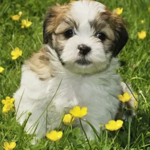 Dog. Teddy bear puppy in field Dog. Teddy bear puppy in field