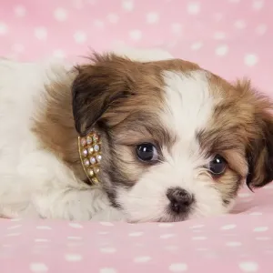 Dog. Teddy bear puppy on pink background Dog. Teddy bear puppy on pink background