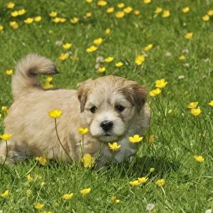 Dog. Teddy bear puppy standing on grass