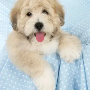 Dog. Teddy dog Dog. Teddy dog