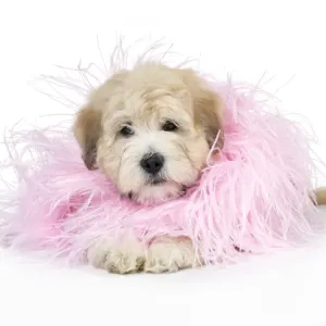 Dog. Teddy dog in pink scarf Dog. Teddy dog in pink scarf
