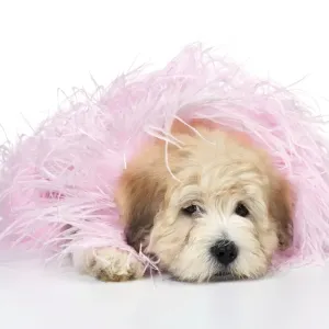 Dog. Teddy dog in pink scarf Dog. Teddy dog in pink scarf