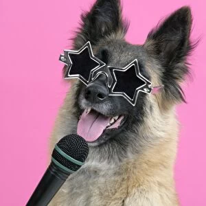 DOG. Tervuren, with microphone & glasses
