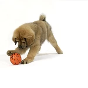 Dog - Tibetan Mastiff 10 wk old puppy playing with ball