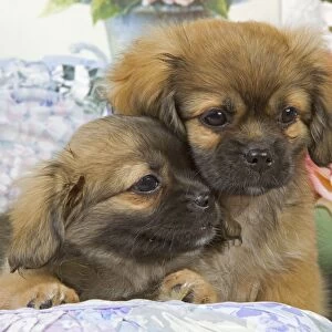 Dog - Tibetan spaniel puppies