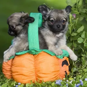 Dog - Tibetan Spaniel puppies in garden in pumpkin / Halloween basket