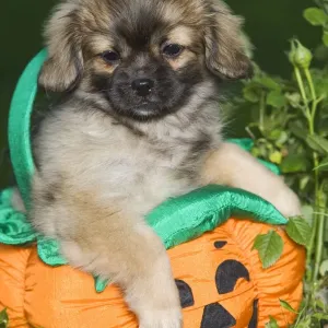 Dog - Tibetan Spaniel puppies in garden in pumpkin / Halloween basket