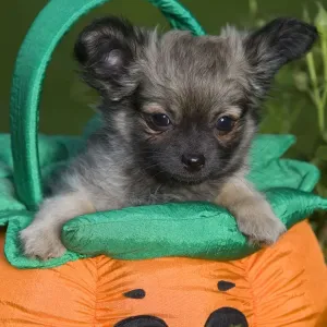 Dog - Tibetan Spaniel puppy in garden in pumpkin / Halloween basket