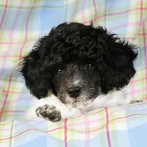 Dog. Toy poodle (party colour, 9 weeks old)