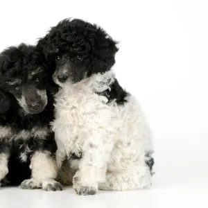 Dog. Toy poodles (party and phantom colour, 9 weeks old)