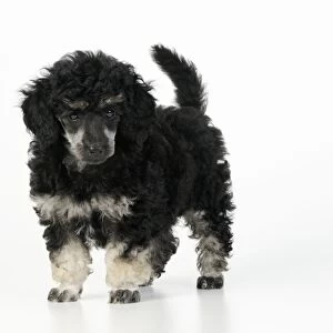 Dog. Toy poodles (phantom colour, 9 weeks old)