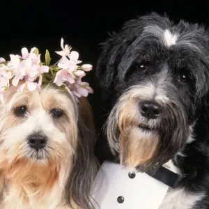 Dog - wedding Dog - wedding
