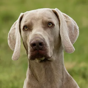 Dog - Weimaraner