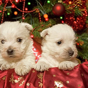 Dog - West Highland Terrier puppies with Christmas decorations