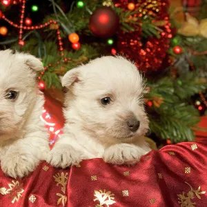 Dog - West Highland Terrier puppies with Christmas decorations