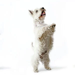Dog - West Highland White Terrier, three