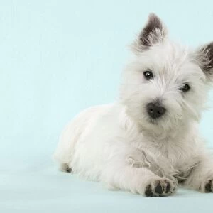 DOG - West Highland White Terrier