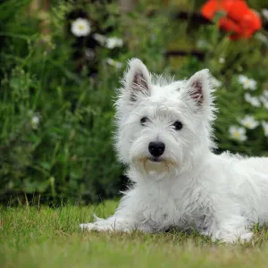 DOG. West highland white terrier puppy