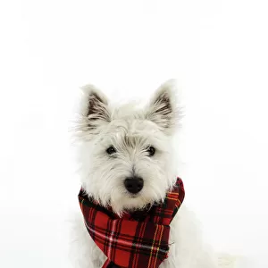 DOG. West highland white terrier puppy wearing tartan scarf