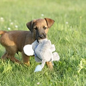 Dog - Westfalia / Westfalen Terrier - puppy playing with cuddly toy, Lower Saxony, Germany