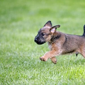 Dog - Westfalia / Westfalen Terrier - puppy running across garden lawn, Lower Saxony, Germany