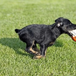 Dog - Westfalia / Westfalen Terrier - puppy running across garden lawn with ball, Lower Saxony, Germany