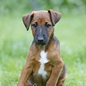 Dog - Westfalia / Westfalen Terrier - puppy sitting on garden lawn, Lower Saxony, Germany