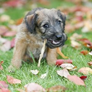 Dog - Westfalia / Westfalen Terrier - puppy chewing puppy chew stick on garden lawn, Lower Saxony, Germany