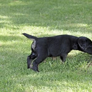Dog - Westfalia / Westfalen Terrier - puppy sniffing at tree stem in garden, Lower Saxony, Germany