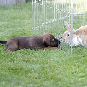 Dog - Westfalia / Westfalen Terrier - puppy playing with pet rabbit, Lower Saxony, Germany