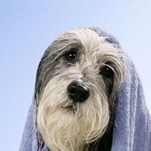 Dog - wet Dog in towel Digital Manipulation: changed towel colour - changed background