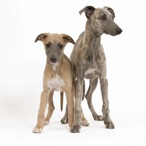 Dog - Whippet puppies in studio