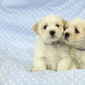 Dog. White teddy bear puppies