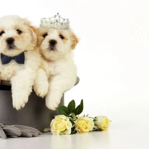 Dog. White teddy bear puppies sitting in a top hat wearing a bow tie & tiara. Digital Manipulation: Bow tie & tiara JD