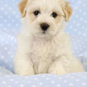 Dog. White teddy bear puppy