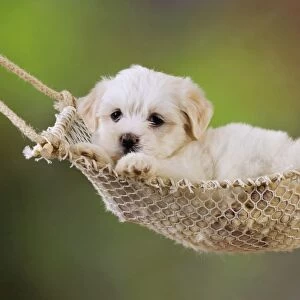 Dog. White teddy bear puppy in a hammock