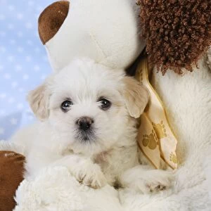 Dog. White teddy bear puppy with a teddy bear