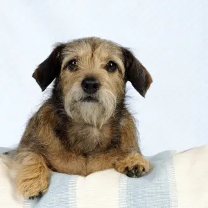 DOG - Wire haired dachshund x long haired chihuahua