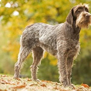 DOG - Wire-haired Pointing Griffon / Korthals Griffon