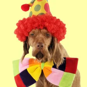 DOG - Wire-haired vizsla wearing clown hat and bow tie Digital Manipulation: colour backgrounf from white to yellow DOG - Wire-haired vizsla wearing clown hat and bow tie Digital Manipulation: colour backgrounf from white to yellow
