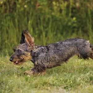 Dog - Wirehaired Dachshund - running