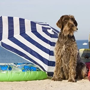Dog - Wirehaired Pointing / Korthals Griffon - on the beach