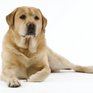 Dog - Yellow Labrador lying down