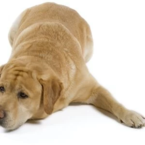 Dog - Yellow Labrador lying down