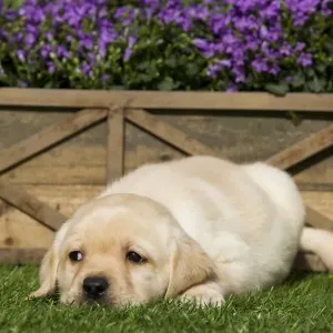 Dog - Yellow Labrador puppy Dog - Yellow Labrador puppy
